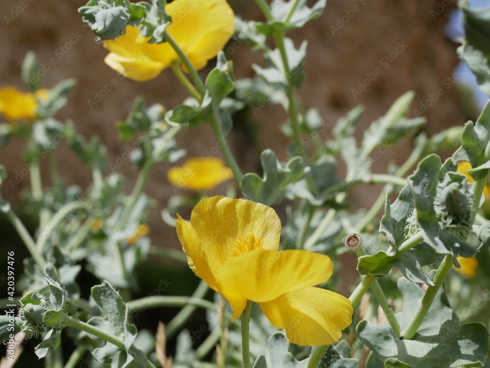 Naklejka premium Large fragrant yellow flowers of horned poppy on a sunny spring day. Herbal raw materials for the treatment of cough.