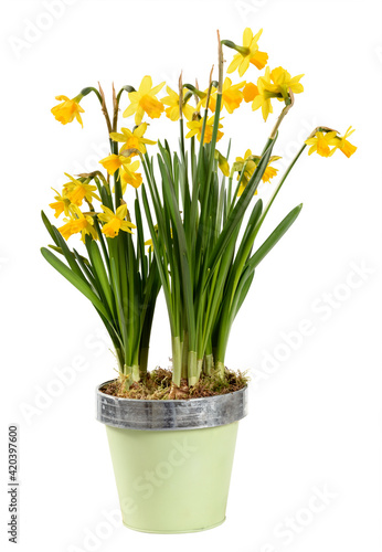 Colorful potted yellow daffodils or Narcissus plant with clusters