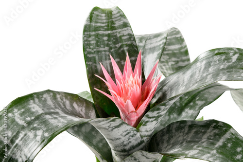 Fotografija Epiphytic Bromelia aechmea primera plant with pink flower