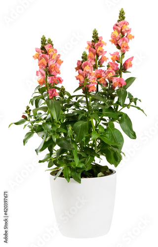 Foto Potted Snapdragon or Dragon Flower plant on white