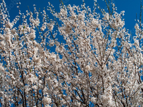 Spring hawthorn blooms in the Italian countryside photo