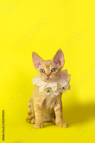 Wallpaper Mural Devon rex yang cat on colored backgrounds. Beautiful cute kitten beed devon rex posing on yellow. Close-up portrait Torontodigital.ca