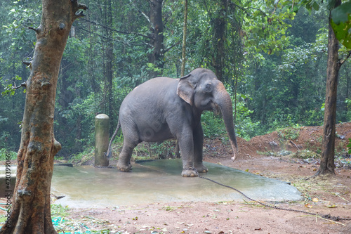 Photography Elephant at Abhayaranyam Zoo in Kerala