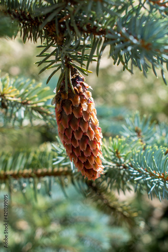 Single and fresh small conifer cone hanging on the young coniferous tree in the sunny garden. unknown conifer tree with single tiny cone with resin 