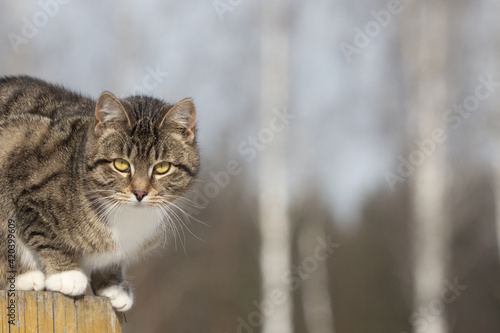 Cat on the fence. A beautiful cat sits against the background of the sky.