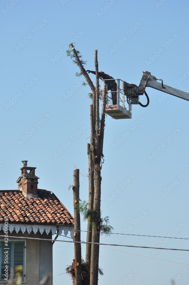 Unrecognisable gardener pruning a tree Unrecognisable gardener pruning a tree
