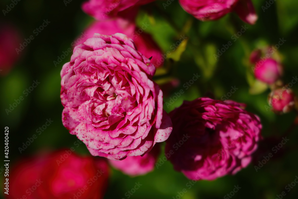 Blooming rosebuds in spring. Fragrant smell. Nature Blooming rosebuds in spring. Fragrant smell. Nature
