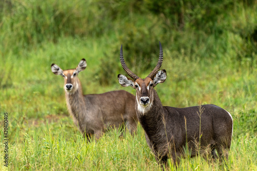 Canvas Print Waterbuck  male and female (Kobus ellipsiprymnus), in Tarangire, Tanzania