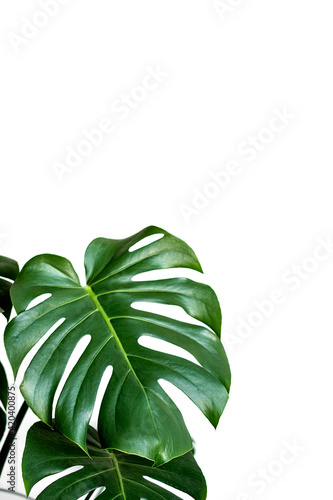 Monstera deliciosa or Swiss cheese plant on a white background. Stylish and minimalistic urban jungle interior. Empty white wall and copy space