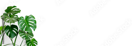 Εκτύπωση καμβά Monstera deliciosa or Swiss cheese plant on a white background