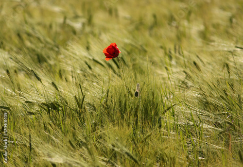 Papaver rhoeas. One poppy flower in green grain © Jitka