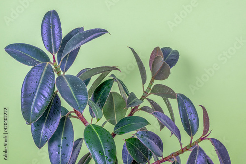 Close-up of a ficus resilient rubber tree cultivar Melanie plants on a light green background. Modern indoor plants, creative home decor concept. Selective focus. photo