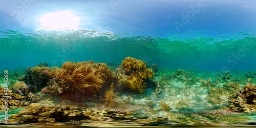 Fototapeta Naklejka Na Ścianę i Meble -  Tropical coral reef and fishes underwater. Hard and soft corals. Philippines. Virtual Reality 360.