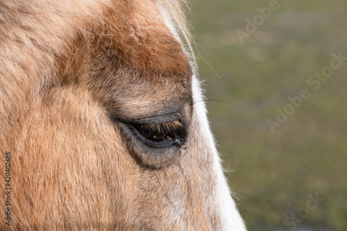Side view of a part of the head of a chestnut colored horse with a white blaze at green blurred background. Portrait. Focus on the eyelashes