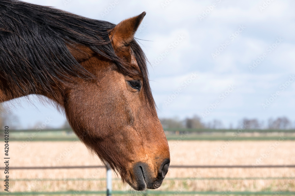 Side view of the left side of the head and neck of a brown resting