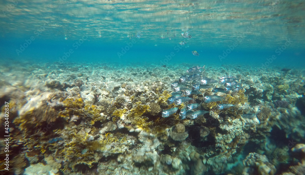 Tropical coral reef. Ecosystem and environment. Egypt. Near Sharm El Sheikh