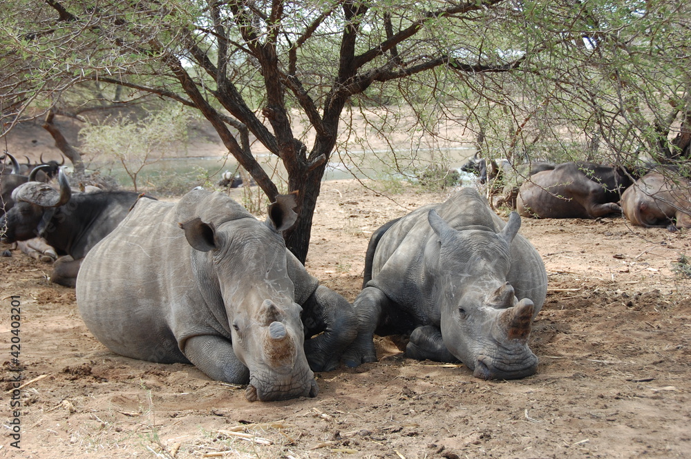 Fototapeta premium Un grupo de rinocerontes descansando bajo los arboles. 