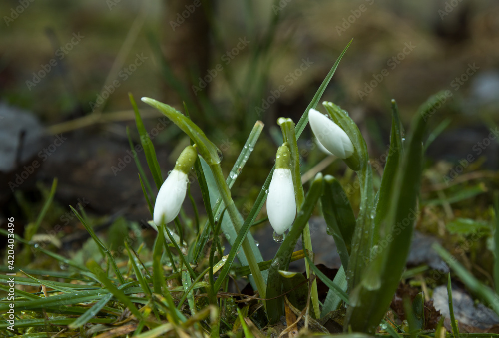snowdrops in the forest with raindrops