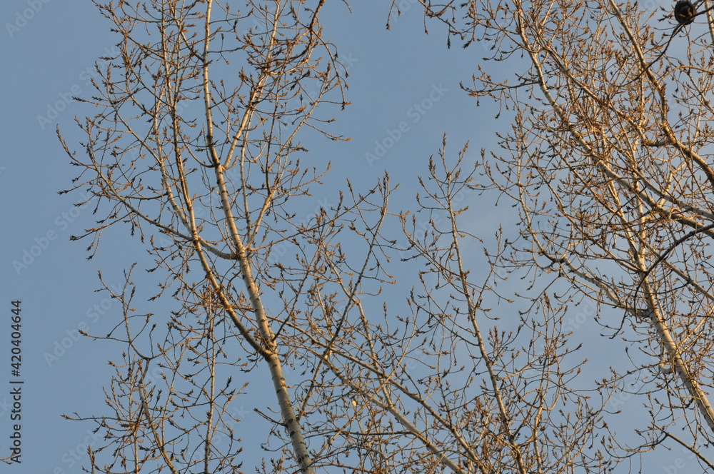 Trees in winter against the blue sky Trees in winter against the blue sky
