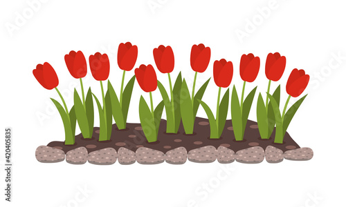 Flowerbed with red flowers. Tulip buds. Spring flowers. Isolated flat vector illustration.