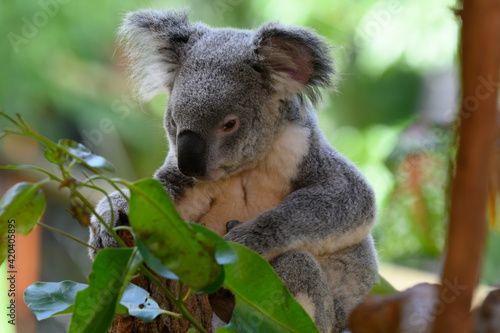 Photography Australien Koala