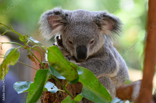 Photography Australien Koala
