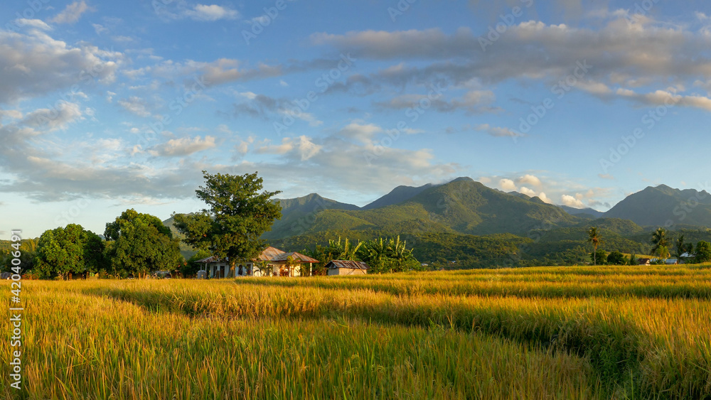 Sunrise landscape view on rice fields and mountain in Dintor village, Manggarai Regency, Flores island, East Nusa Tenggara, Indonesia