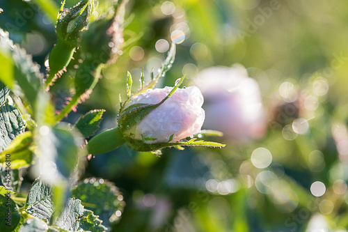 Rose Alba - white oil-bearing rose