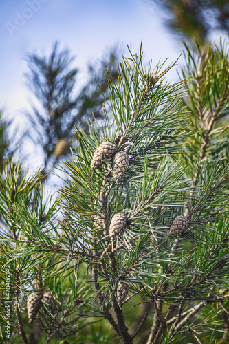 Evergreen pine branches with pine cones against a bright blue sky in winter on a sunny day