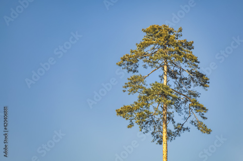 Crown of a tall evergreen pine against a bright blue sky in winter on a sunny day