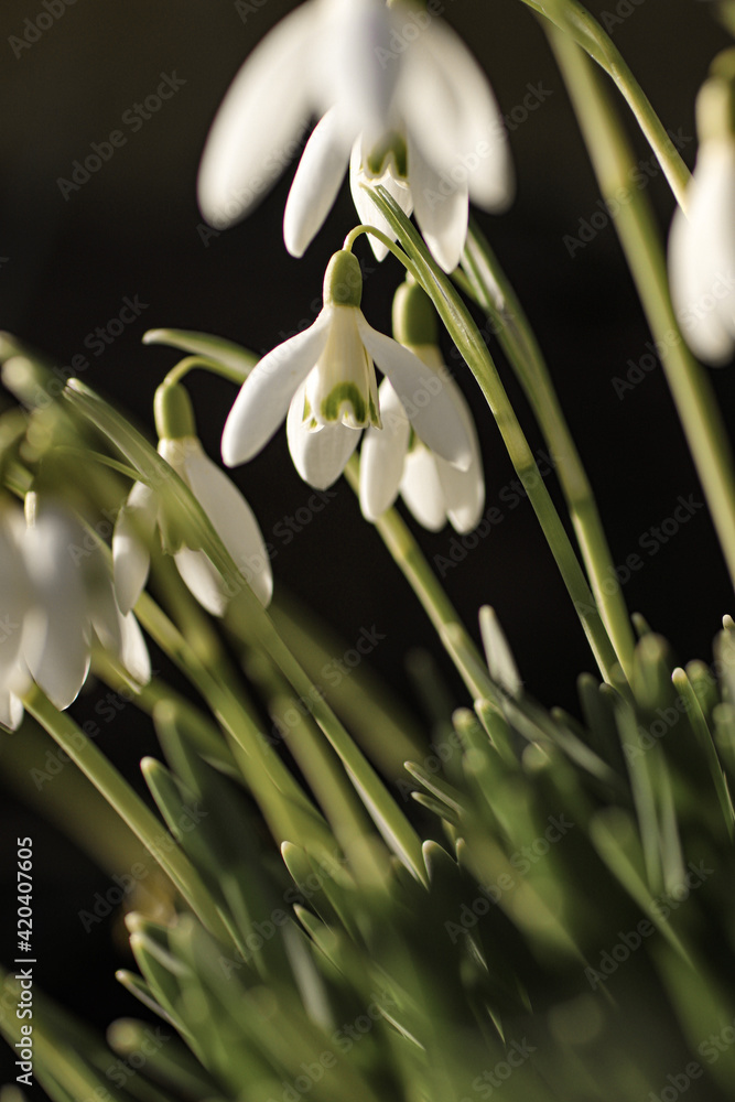 Fototapeta premium Snowdrop