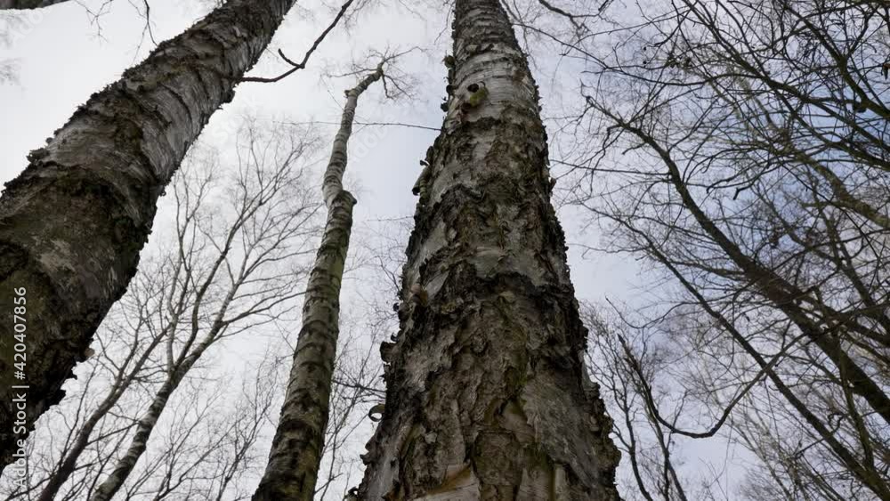 Birch tree in Kampinos Forest National Park near Warsaw, Masovia region of Poland, 4k video Birch tree in Kampinos Forest National Park near Warsaw, Masovia region of Poland, 4k video