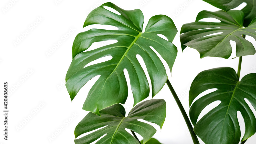 Monstera deliciosa or Swiss cheese plant on a white background. Stylish and minimalistic urban jungle interior. Empty white wall and copy space. - obrazy, fototapety, plakaty 