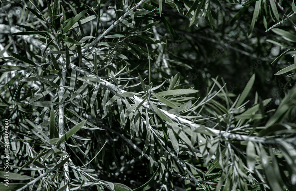 Close-up of branches and leaves of an olive tree. Close-up of branches and leaves of an olive tree.