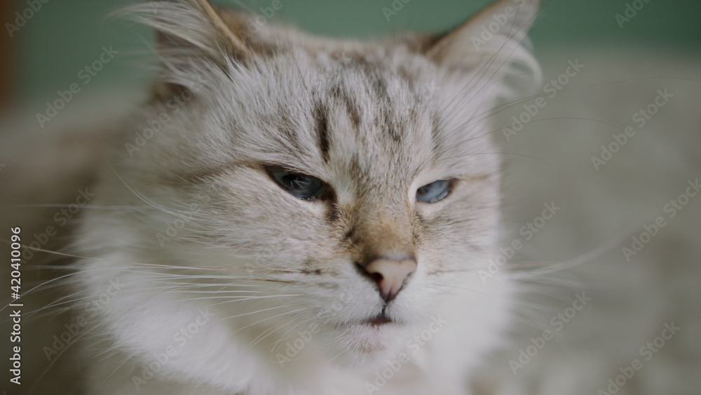 Close-up of a cat's eye, Cute domestic cat staring at camera