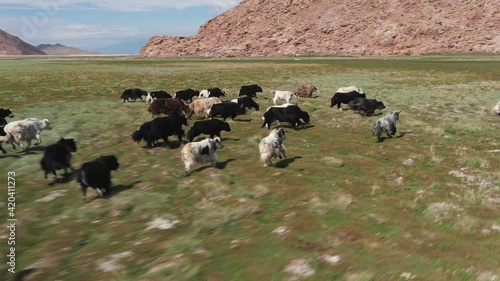 Yak sarlag - Bos mutus . A herd of yaks in a pasture in Mongolia
