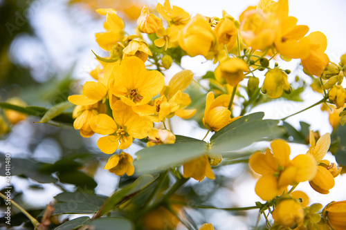 Small yellow flowers senna polyphylla desert cassia. photo