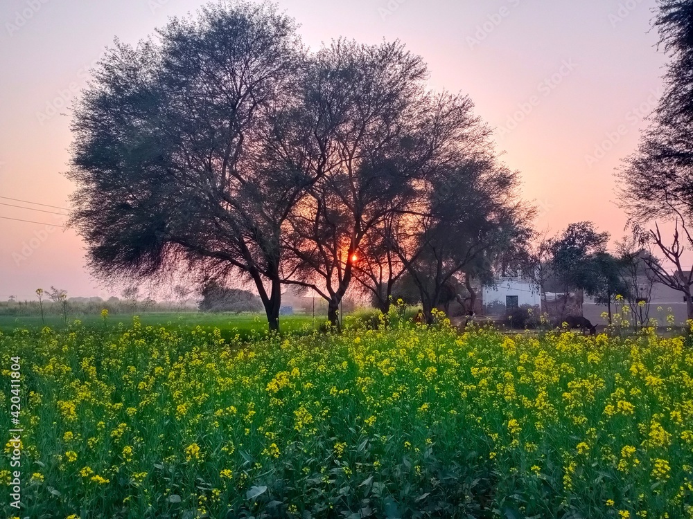 Fototapeta premium field of flowers