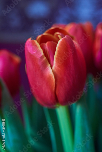 A red tulip bud. Macro.Unopened red tulip bud close-up. Russia, Moscow, holiday, gift, mood, nature, flower, plant, bouquet, macro.
