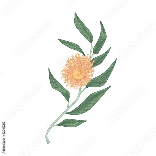 Blooming eucalyptus flower with lush yellow petals isolated on white backgrou...