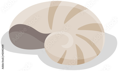 Shell isolated on white background. Chitin structure protecting snail vector illustration