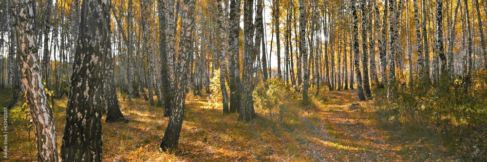 Widescreeen panoramic view on thick birch grove with yellow foliage in autumn day against rays of sun shine and glare, with path between white trunks. Beautiful fall nature forest background