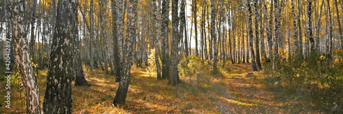 Widescreeen panoramic view on thick birch grove with yellow foliage in autumn day against rays of sun shine and glare, with path between white trunks. Beautiful fall nature forest background