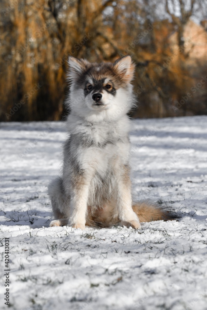 Fototapeta premium Portrait of a young puppy Finnish Lapphund dog