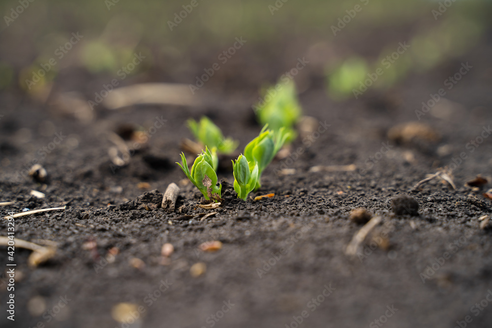 Rapeseed sprout exit from soil macro, new life Rapeseed sprout exit from soil macro, new life