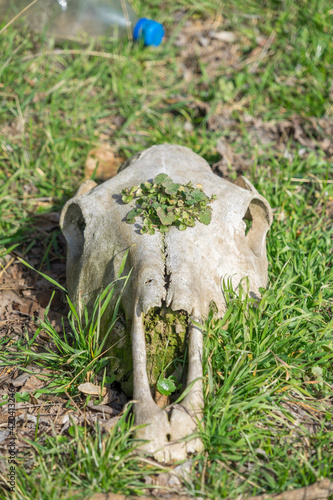 Horse head bones on green grass in nature. Horse skull in grass.