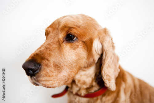 Cocker