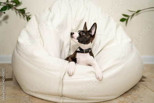 Basenji puppy sitting in a white leather chair