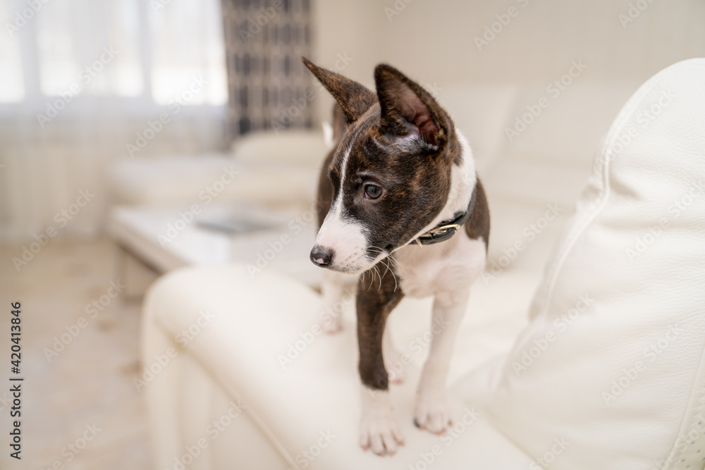Basenji puppy walks busily on a white leather sofa