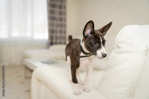 Basenji puppy walks on a white sofa with leather upholstery